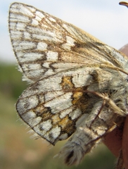 Pyrgus sidae