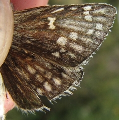 Pyrgus sidae