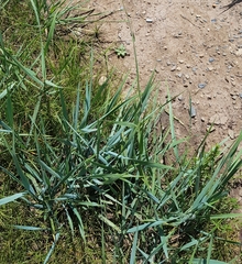 Leymus chinensis