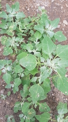 Chenopodium karoi