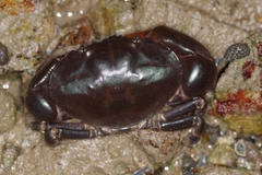 Ozius guttatus