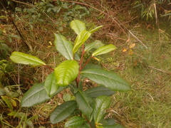Symplocos mucronata