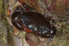 Ozius guttatus