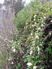 Clematis cirrhosa