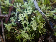 Cladonia glebosa
