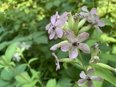 Microbotryum saponariae