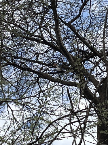 Jackson's Hornbill (Tockus jacksoni), photo 9