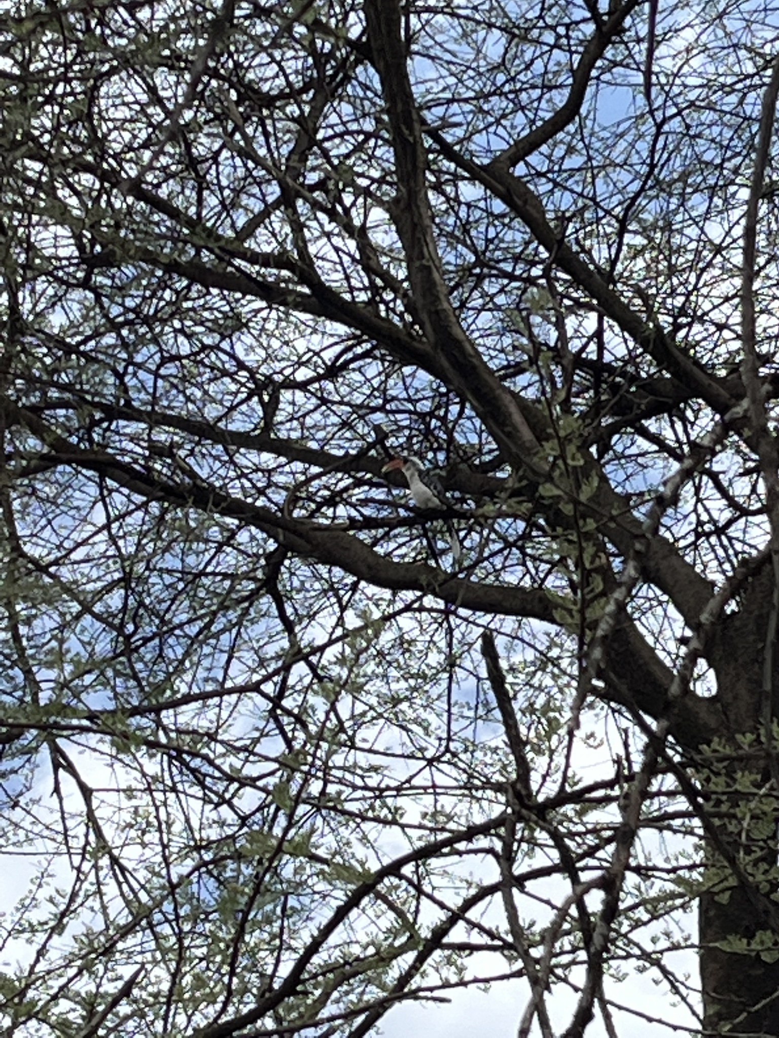 Jackson's Hornbill (Tockus jacksoni), photo 8