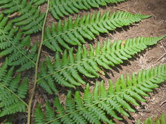 Pteridium aquilinum feei