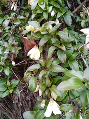 Clematis cirrhosa