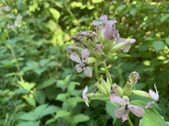 Microbotryum saponariae