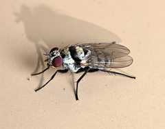 Anthomyia silvestris
