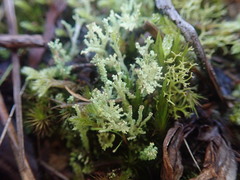 Cladonia glebosa