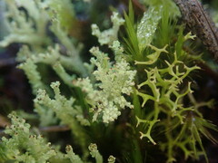 Cladonia glebosa
