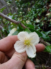 Clematis cirrhosa