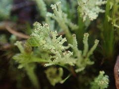 Cladonia glebosa