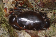 Ozius guttatus