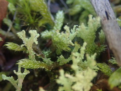Cladonia glebosa