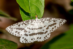 Abraxaphantes perampla