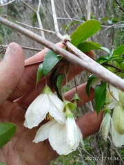 Clematis cirrhosa