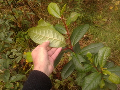 Symplocos mucronata