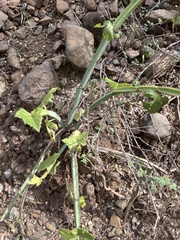 Cissus quadrangularis