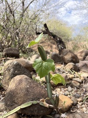 Cissus quadrangularis