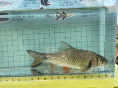Systomus orphoides