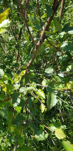 Japanese bog birch (Betula fruticosa)
