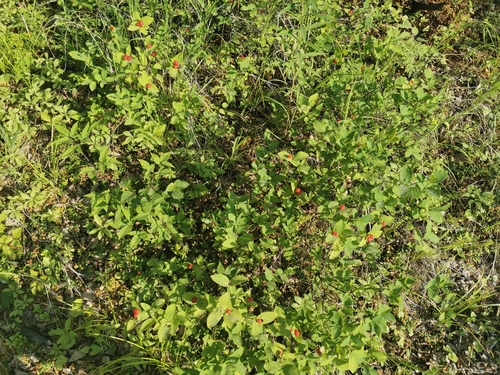 Image of Chamisso's honeysuckle by (c) Валерия Ковалева, some rights reserved (CC BY)