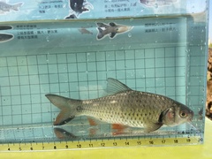 Systomus orphoides