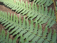 Pteridium aquilinum feei