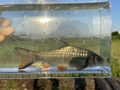 Systomus orphoides