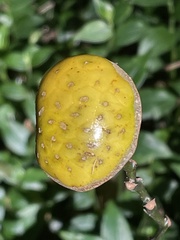 Eupomatia bennettii