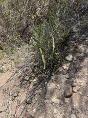 Cissus quadrangularis