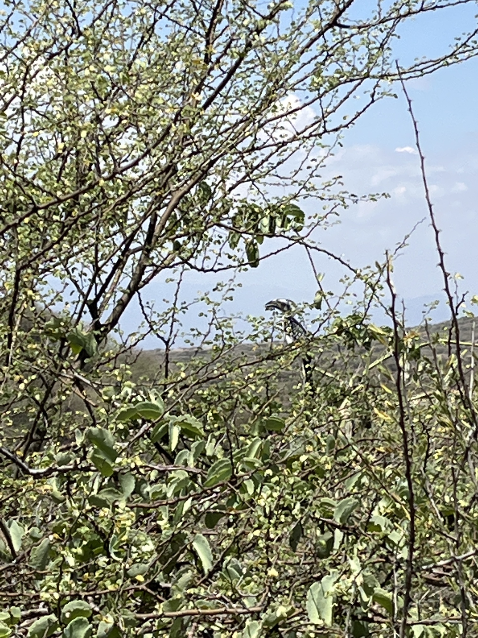 Jackson's Hornbill (Tockus jacksoni), photo 9