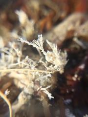 Corallina officinalis