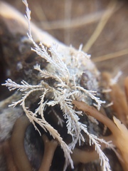 Corallina officinalis