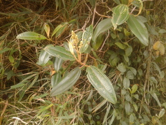 Miconia biappendiculata
