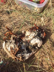 Corallina officinalis