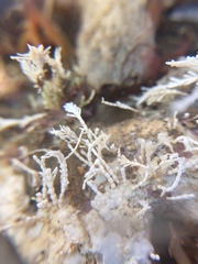 Corallina officinalis