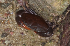 Ozius guttatus