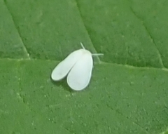 Aleyrodes proletella