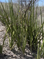 Sansevieria cylindrica