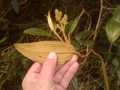 Miconia biappendiculata