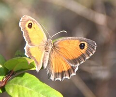 Pyronia cecilia