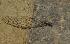 Formicidae