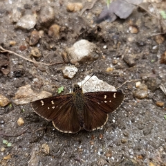 Sovia separata