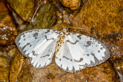 Abraxas intervacuata