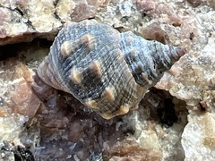 Echinolittorina pascua